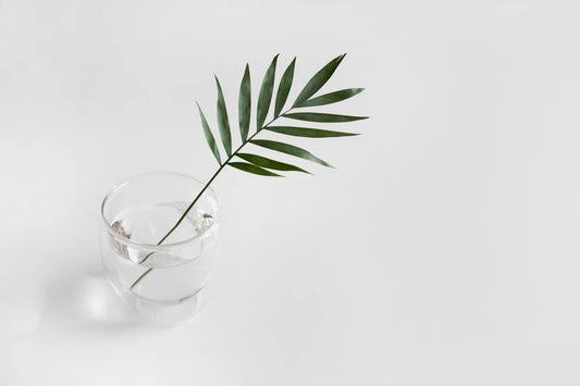 Exploring Plant-Based Supplements The Future Awaits