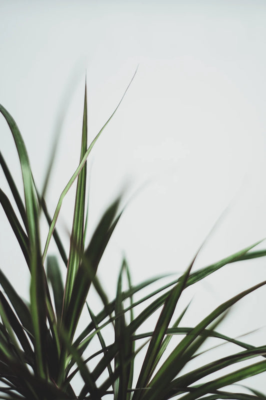 Top Reasons Plant-Based Supplements are Here to Stay