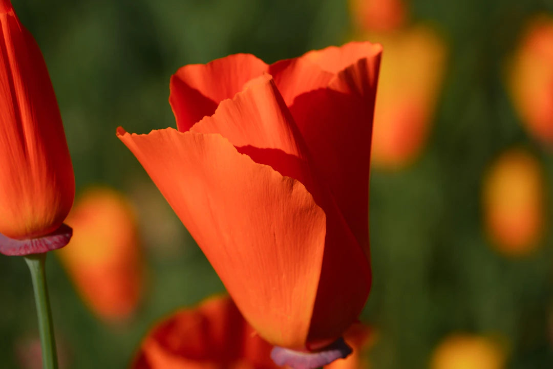 Unlocking Nature's Treasure The Benefits of Herbal Supplements