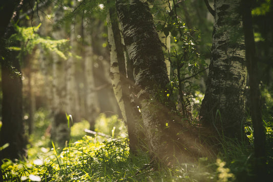 Natural Strategies to Elevate Your Vitamin D Level Safely