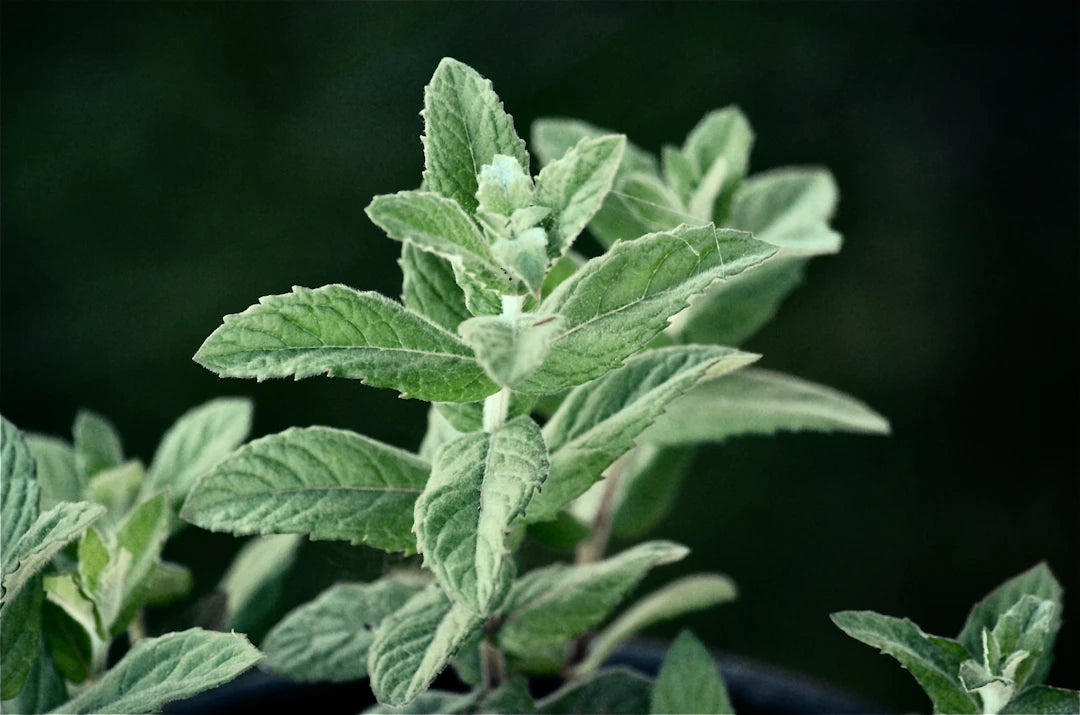 Natural Remedies for Stress Relief and Enhanced Well-Being