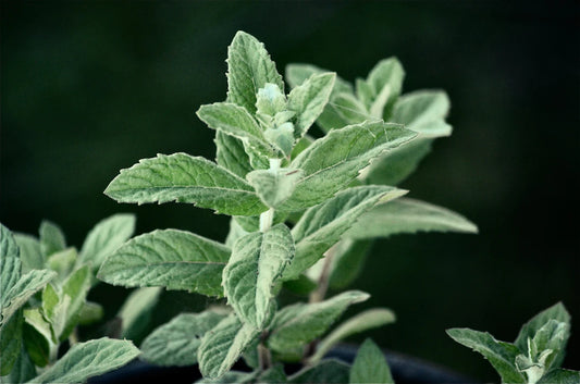 Natural Remedies for Stress Relief and Enhanced Well-Being